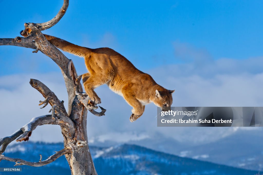 Puma Is Jumping From A Tree High-Res Stock Photo - Getty Images