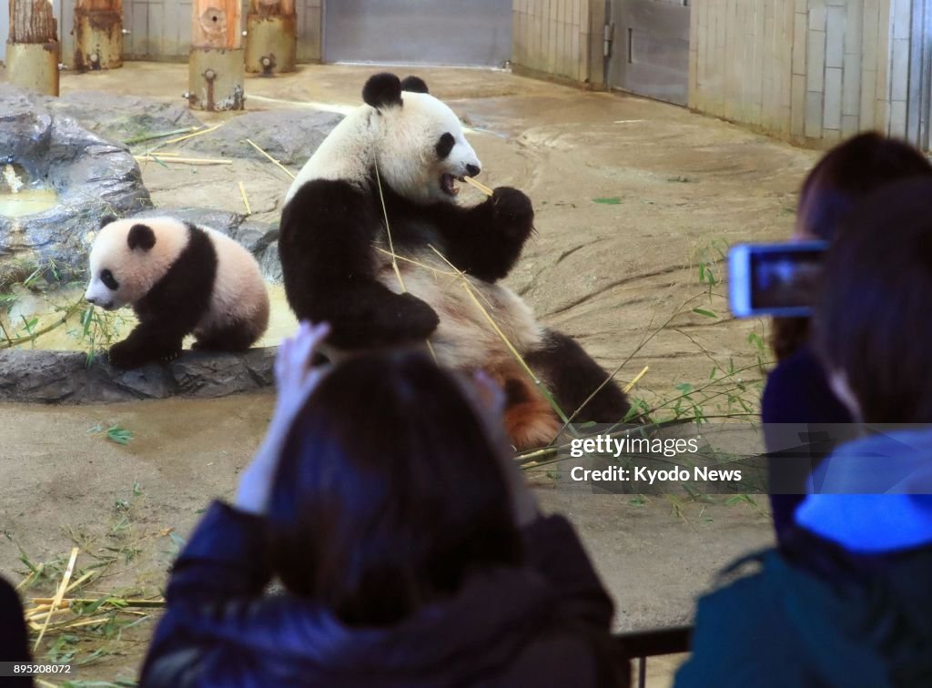 Baby panda debut