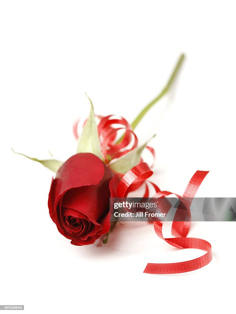 Single Red Rose With Ribbon On White High-Res Stock Photo - Getty Images