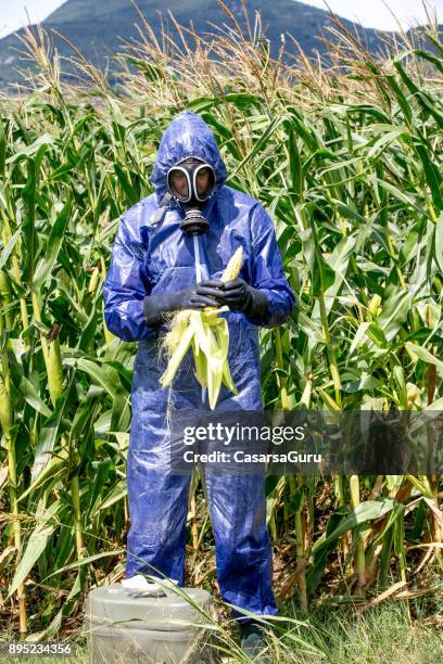 researcher in protective suit examining corn crop - planta com peste imagens e fotografias de stock