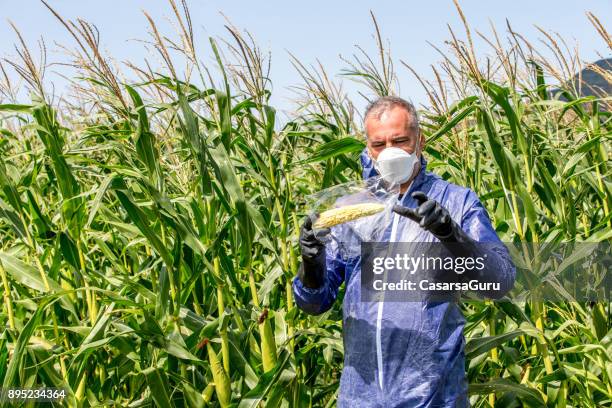 scientist taking a sample of corn crop - diseased plant stock pictures, royalty-free photos & images
