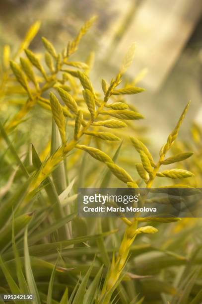 repetition of green buds of tillandsia fasciculata  bromeliad - fasciculata stock pictures, royalty-free photos & images