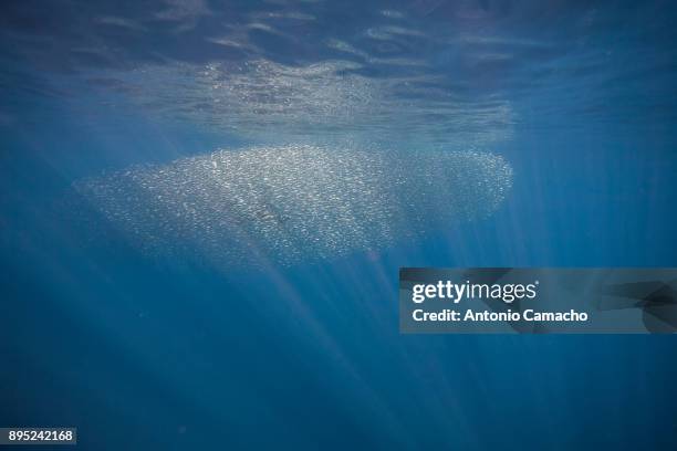 snipefishes - snipefish stock pictures, royalty-free photos & images
