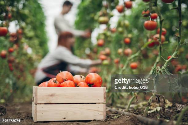 tiempo de cosecha de tomate - crate fotografías e imágenes de stock