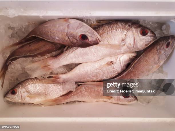 lot of fresh fish in ice box for sale at tokyo, japan - fischfutter stock-fotos und bilder