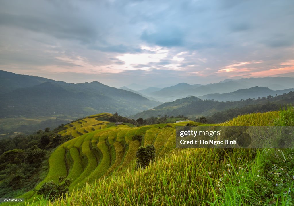 Beautiful rice field in Tu Le, Mu Cang Chai, Yen Bai Viet Nam