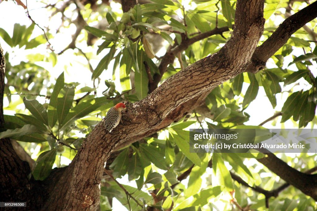 Red-crowned Woodpecker
