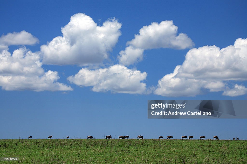 Blue sky with white clouds over Serengeti