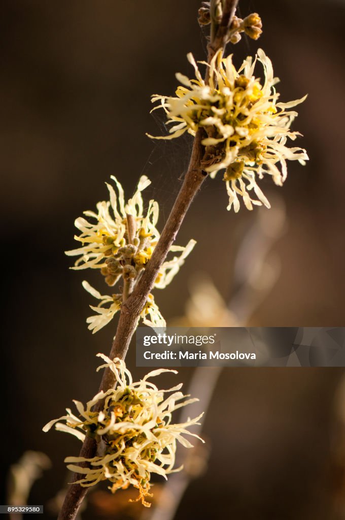 Light Yellow Flowers of Witchhazel