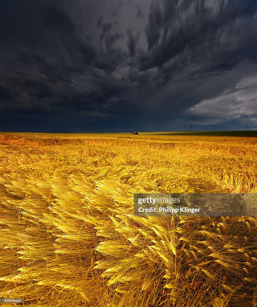 Barley Field Before After A Storm