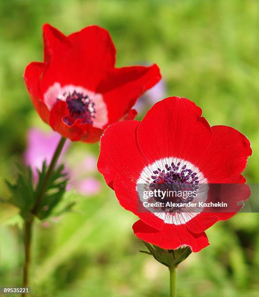 anemone - megido stock pictures, royalty-free photos & images