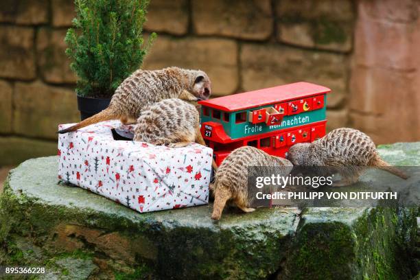 Meerkats inspect a Christmas gift and an Advent calendar filled with mealworms they were given by their keepers in their enclosure at the zoo in...