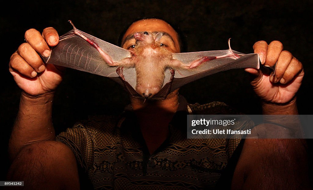 Bats Consumed For Good Health In Indonesia