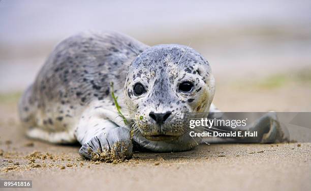 seal pup left alone - seehundjunges stock-fotos und bilder