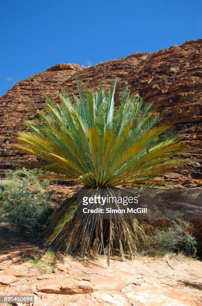 cycad (macrozamia macdonnellii) in front of the mereenie sandstone domes on the route of the kings canyon rim walk, watarrka national park, northern territory, australia - kings canyon fotografías e imágenes de stock