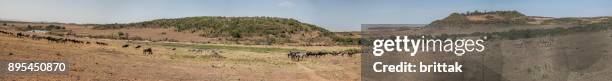 panorama van de afrikaanse savanne met wildebeasts en zebra's in masai mara, olare motorogi conservancy, kenia, oost-afrika. - masai-mara-national-reserve stockfoto's en -beelden