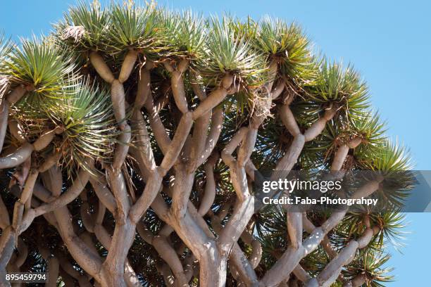 dragon tree on canary island - dragon tree stock pictures, royalty-free photos & images