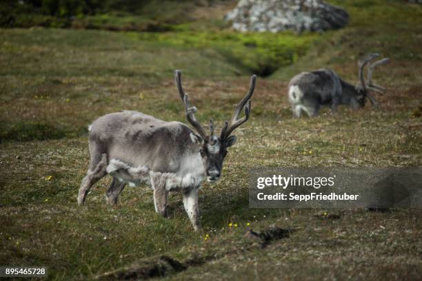 spitzbergen 馴鹿放牧 - wilde tiere 個照片及圖片檔