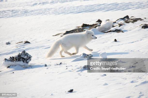 blanco zorro ártico caminar en la nieve - säugetier fotografías e imágenes de stock