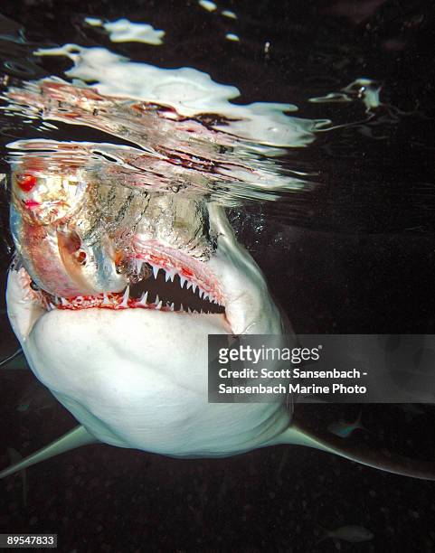 lemon shark takes bait - bahama banks bildbanksfoton och bilder