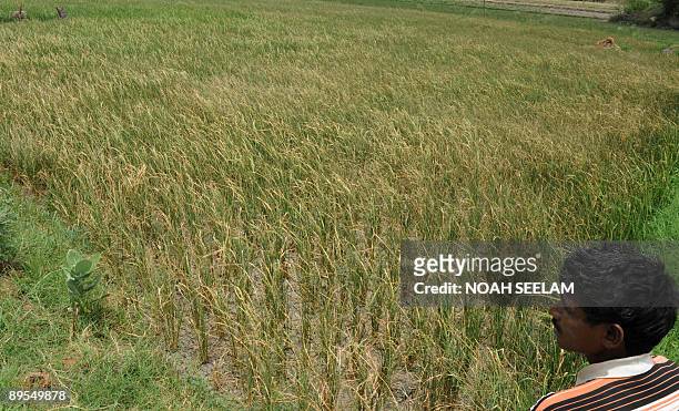 Indian farmer Bulgam Chittari scans his five acre paddy field in Ranga Reddy District some 50 kms from Hyderabad on August 1 which has dried up due...