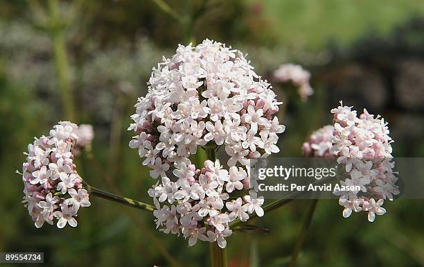 valeriana common  - valeriana officinalis stock pictures, royalty-free photos & images
