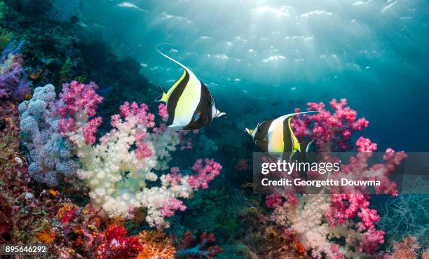 coral reef scenery with tropical fish - halfterfisch stock-fotos und bilder
