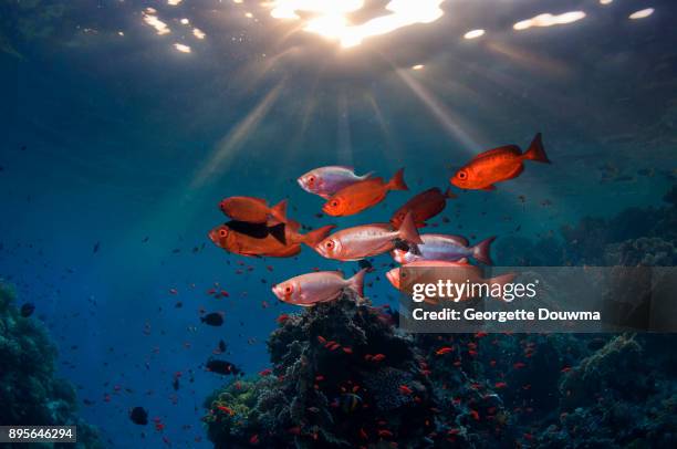 big-eye fish with shafts of sunlight. - bigeye fish stock pictures, royalty-free photos & images