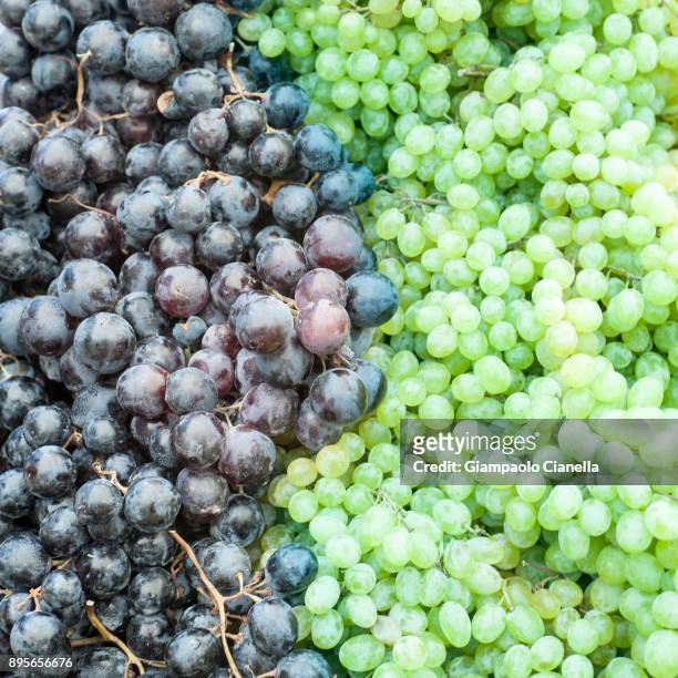 white and black grapes - turchia stock-fotos und bilder