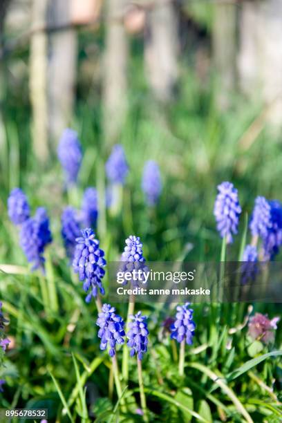 common grape-hyacinth - muscari - fotografias e filmes do acervo