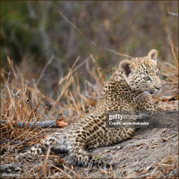 Leopard Baby Photos and Premium High Res Pictures - Getty Images