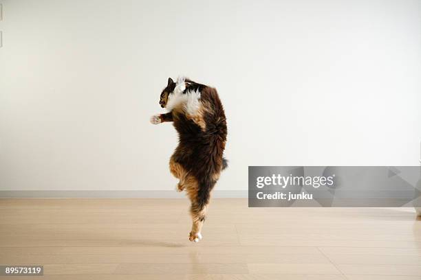 dancing cat - cat funny stock-fotos und bilder