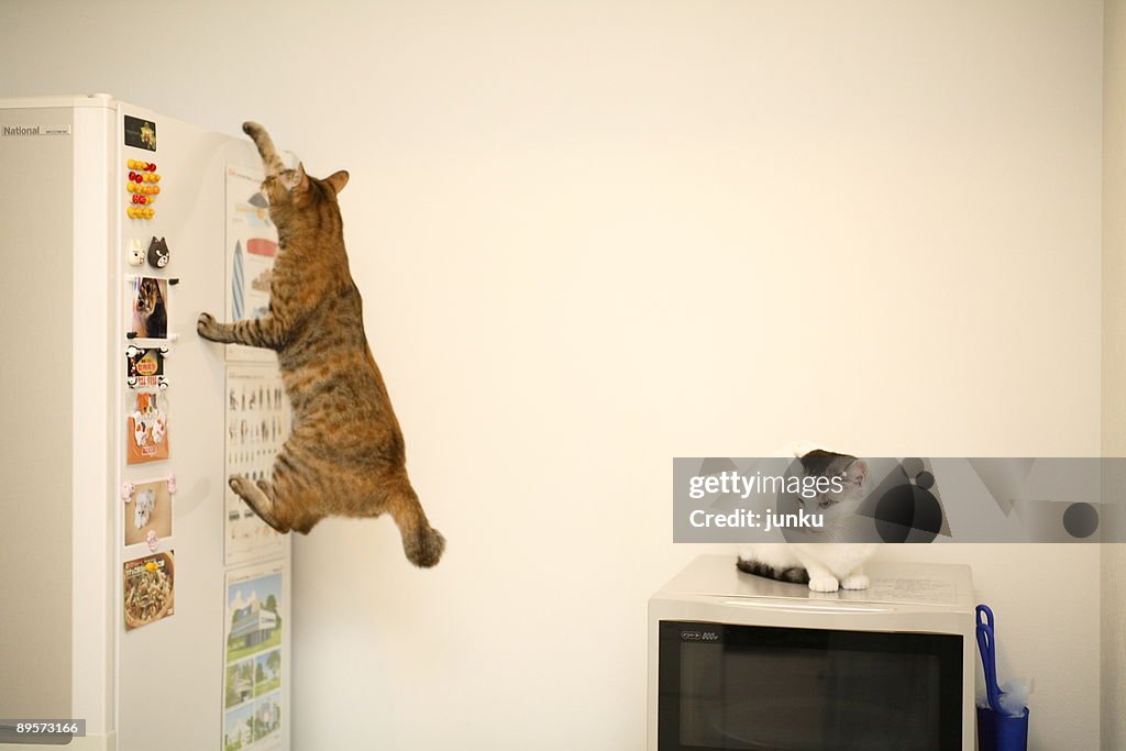 Cat climbing 