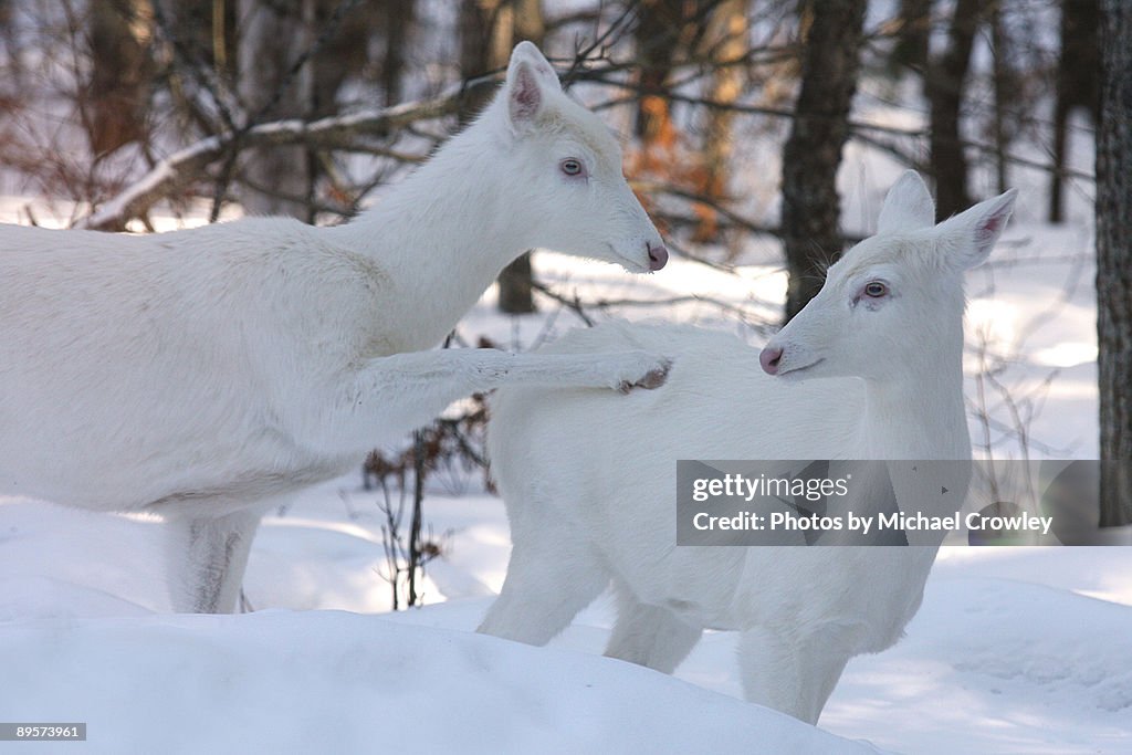 Whitetail Deer