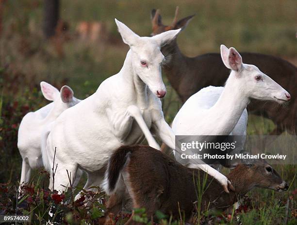 whitetail whitetail - michael wolf - fotografias e filmes do acervo