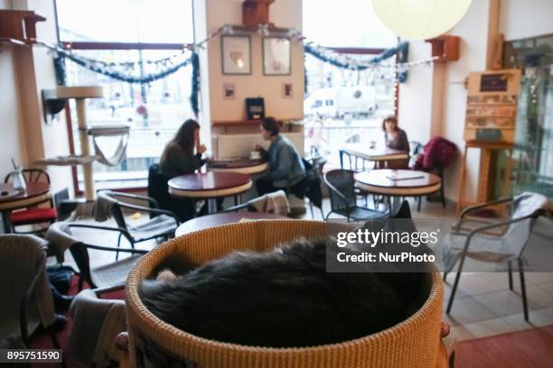 Cats and people sharing time and space at the Cat Cafe 'Kociarnia' situated on Lubicz Street in Krakow, Poland on 19 December, 2017. Cat lovers may...