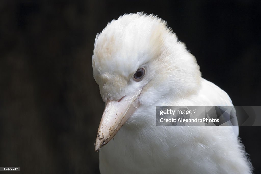 White Kookaburra