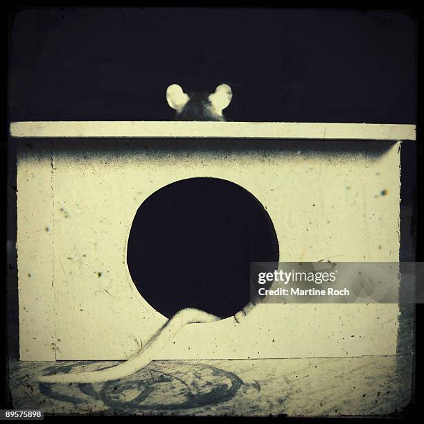 Rat Back View 136 Rat With Reflection Stock Photos, High-Res Pictures, and Images ...
