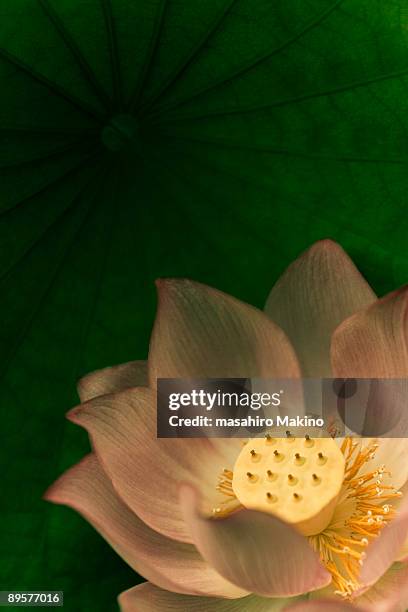 a lotus flower - lotus stock illustrations