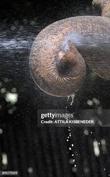 Zoo keeper Laszlo Ilycsin sprays the about 40-year-old elephants, Hella from Dutch zoo of Emmen, in Budapest Zoo and Botanic Garden on August 3, 2009...