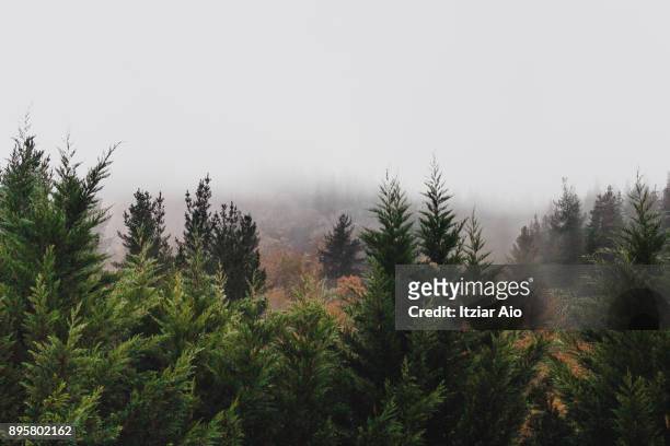 forest - spanish basque country ストックフォトと画像