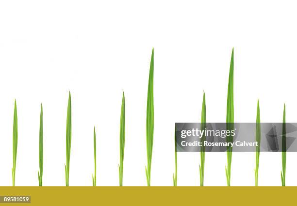 green shoots - blade of grass stock pictures, royalty-free photos & images