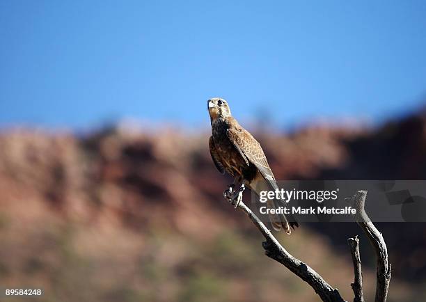 Falcon sits on a branch at the Alice Springs Desert Park on August 3, 2009 in Alice Springs, Australia. The commemorative trip from Adelaide to...