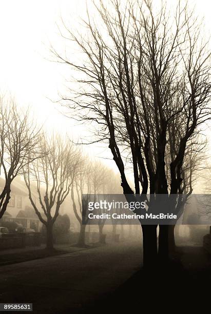 trees in fog - catherine macbride stockfoto's en -beelden