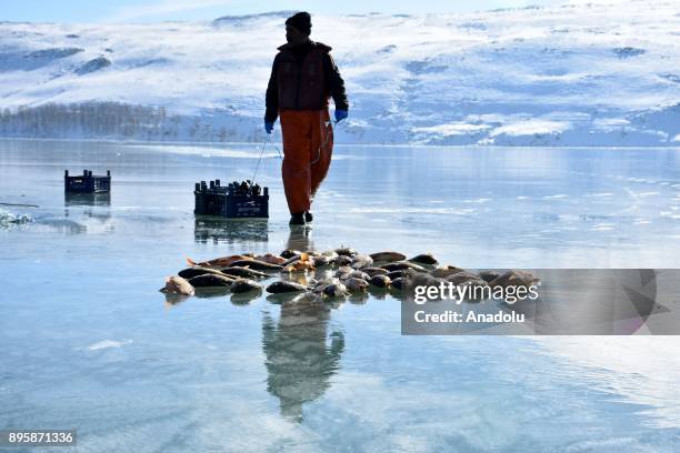 https://media.gettyimages.com/id/895871336/photo/mus-turkey-view-of-the-fish-as-a-fisherman-draws-the-net-through-a-hole-on-the-frozen-lake.jpg?s=612x612&w=gi&k=20&c=w-nfhYUNR5L8I9G3KByIo8z2oXpiioGm6B9_-QAWUdc=