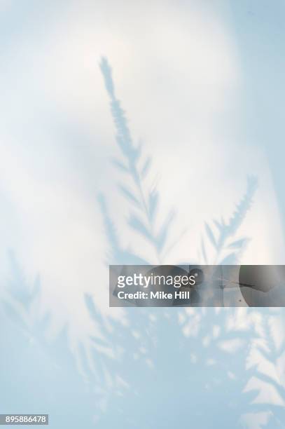 plant and shrub shadow - plant shadow stock pictures, royalty-free photos & images