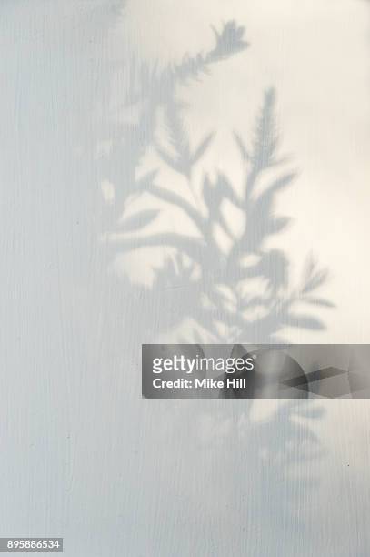 plant and shrub shadow - shadow stock pictures, royalty-free photos & images