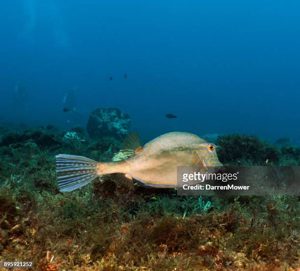 scribbled filefish - darren mower stock pictures, royalty-free photos & images