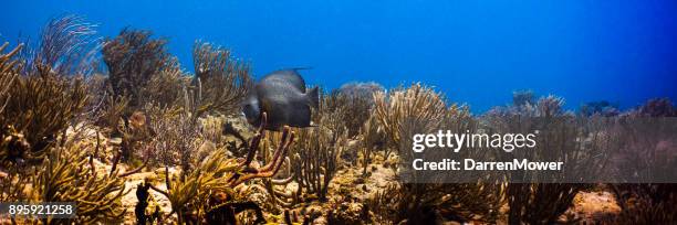 grijze angelfish - gray angelfish stockfoto's en -beelden