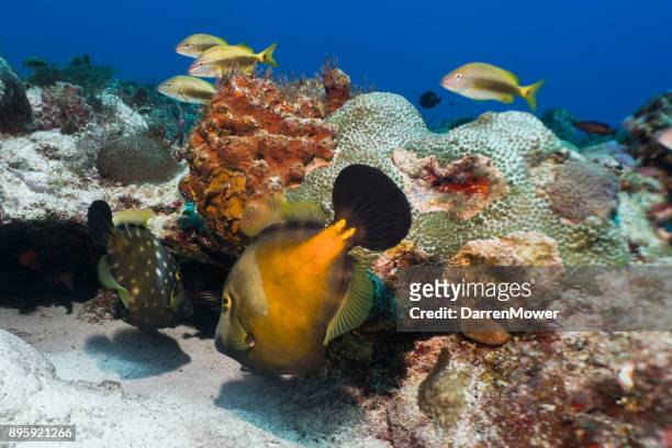white spotted filefish pair - darren mower stock pictures, royalty-free photos & images